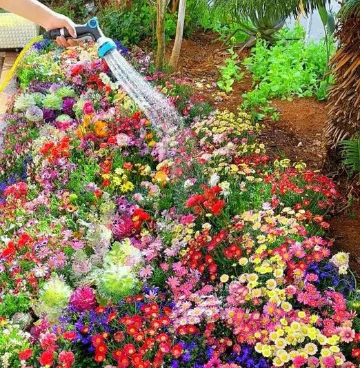 100 Flower Seed Mix + Free Growth Booster 🌸🌱